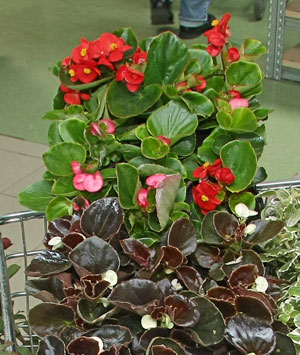 Begonia